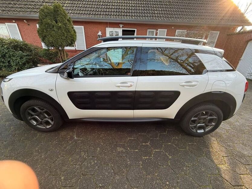 C4 Cactus