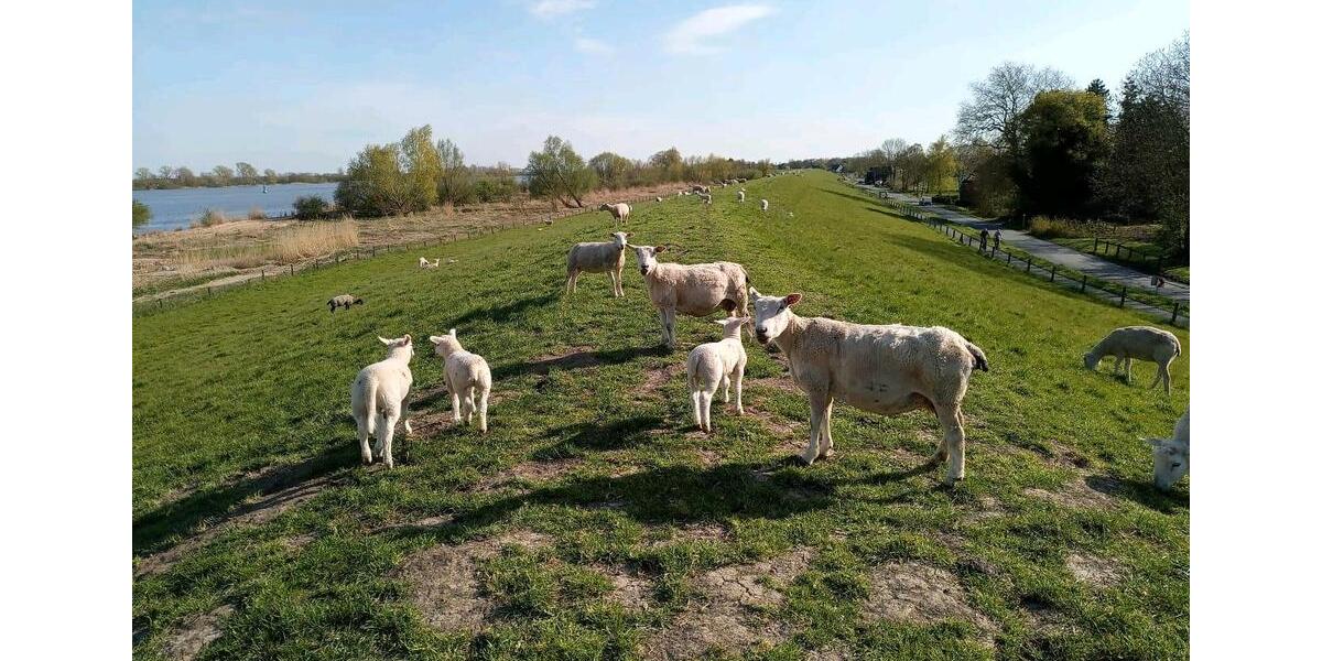 Einfamilienhaus Oldenburg Alexandersfeld - 85.000&euro; | Angebot:26297346