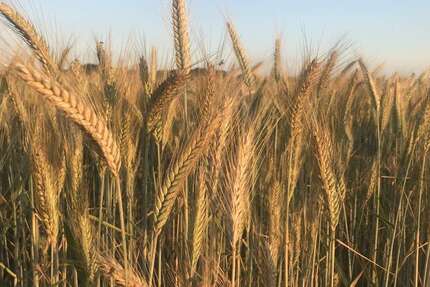 Grundstück in Großenkneten Ahlhorn 293.553 € 54875 m² zimmer