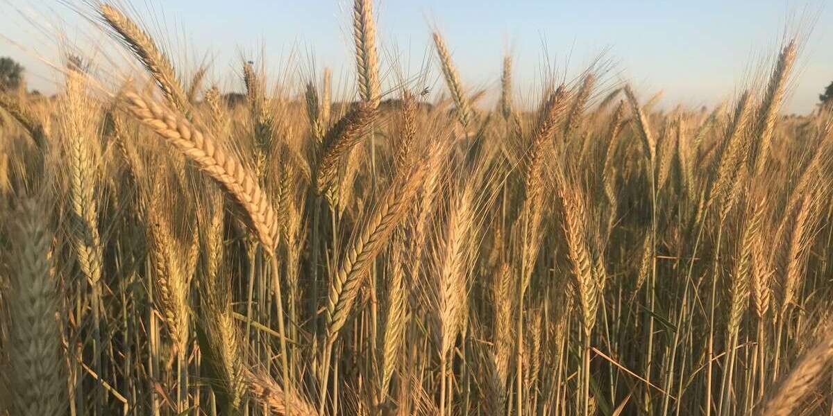 Grundstück in Großenkneten Ahlhorn 293.553 € 54875 m² zimmer