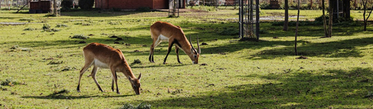 Tier- und Freizeitpark Thüle