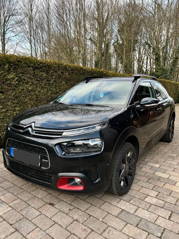 C4 Cactus