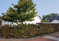 Haus zum Mieten in Wiefelstede Metjendorf 1.800 € 122.5 m²