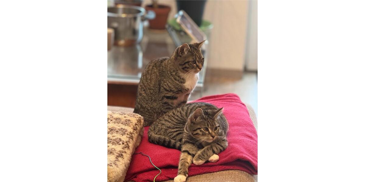 Etagenwohnung Oldenburg Dobbenviertel - 4 Zimmer, 150 m&sup2;, 850&euro; | Angebot:25320546