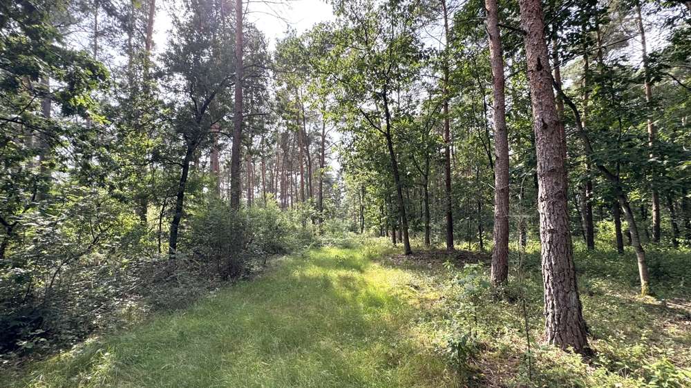 Grundstück in Wardenburg 74.000 € 27293 m² zimmer